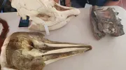 Programa de Biología recibió la Acreditación de Alta Calidad por seis años Programa de Biología recibió la Acreditación de Alta Calidad por seis años