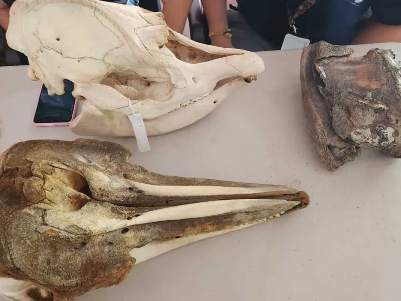 Programa de Biología recibió la Acreditación de Alta Calidad por seis años Programa de Biología recibió la Acreditación de Alta Calidad por seis años