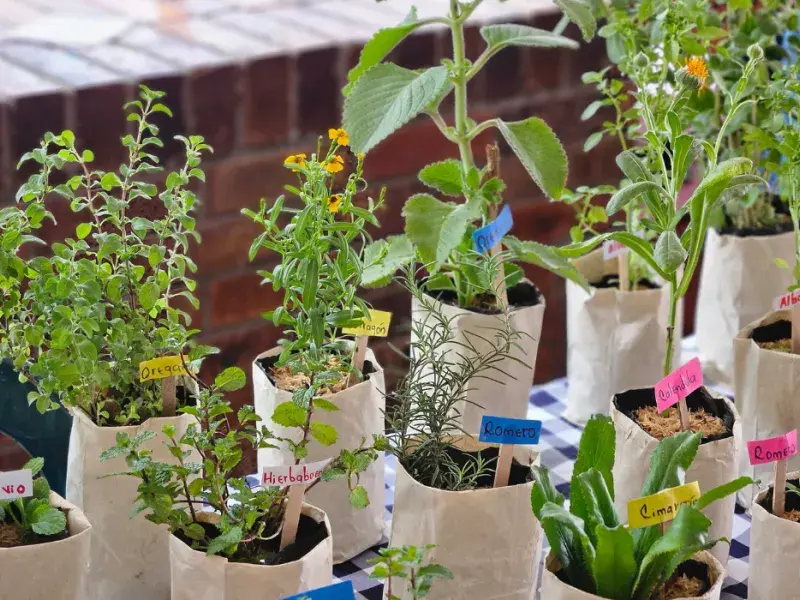 Mercado agroecológico